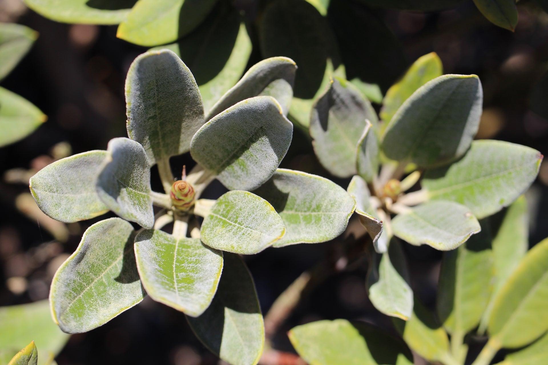 Jetzt lesen: Eisendnger fr Rhododendron  Bohlken Pflanzenversand GbR