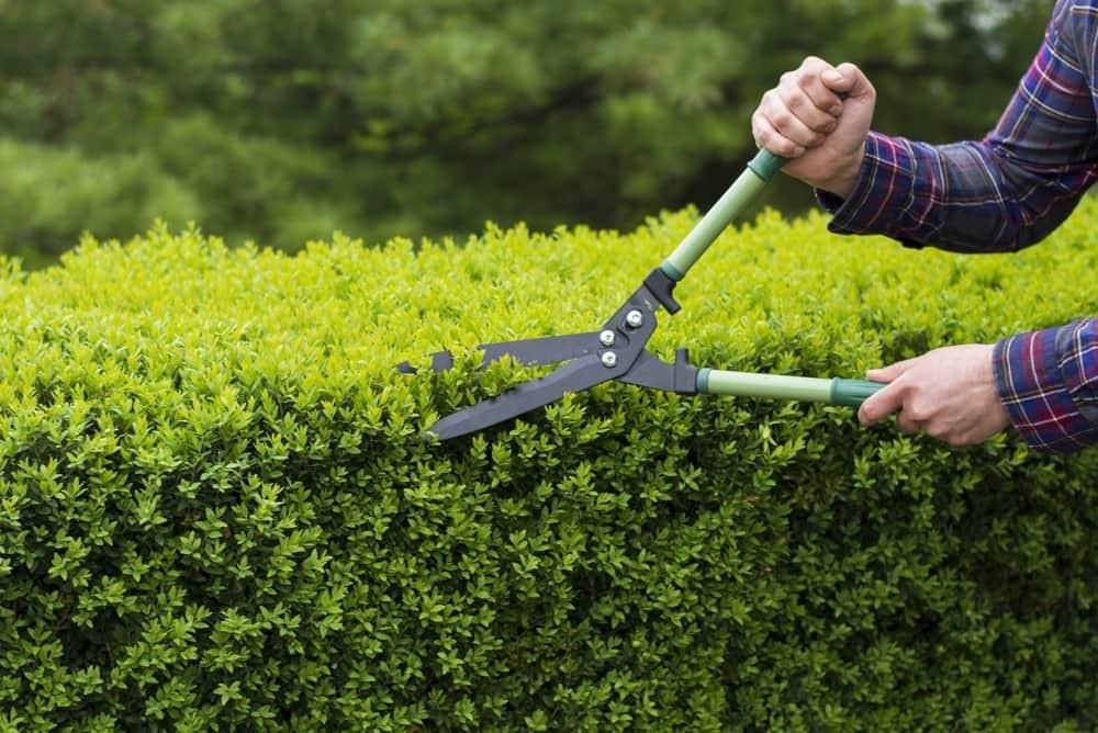 Jetzt lesen: So schneidest Du Deine Hecke richtig  Bohlken Pflanzenversand  GbR