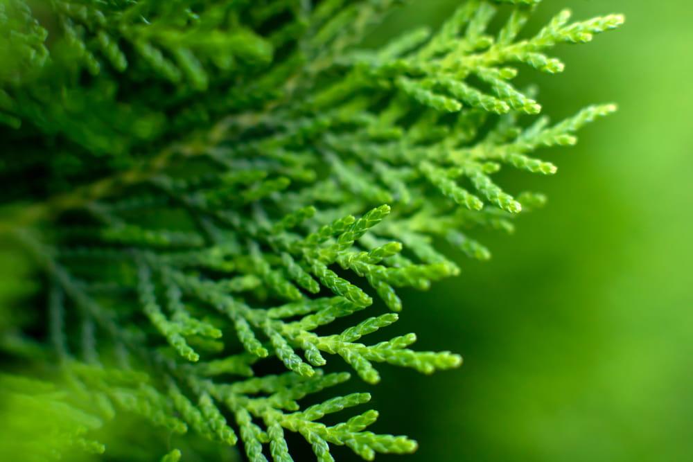 Jetzt lesen: Thuja Smaragd oder Thuja Brabant?  Bohlken Pflanzenversand GbR