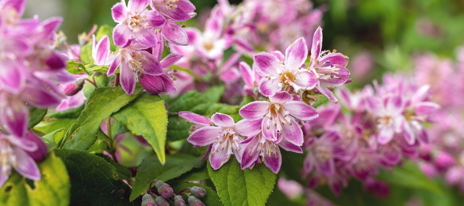 Alle Artikel in der Kategorie Deutzia / Deutzie Bohlken