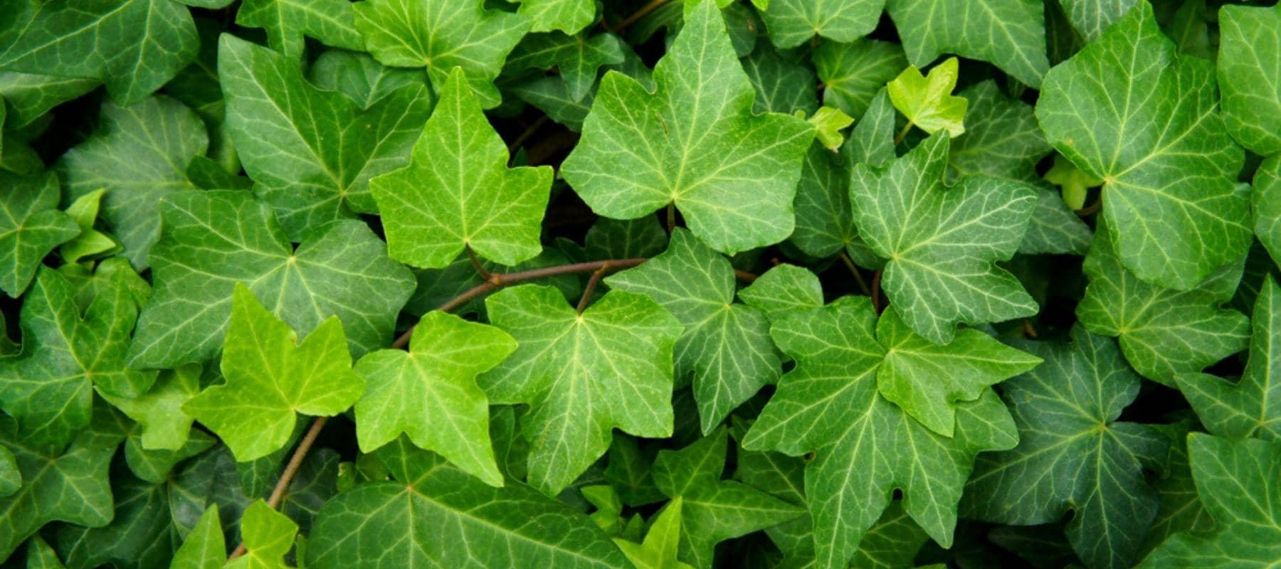 Alle Artikel in der Kategorie Efeu Hedera  Bohlken Pflanzenversand GbR