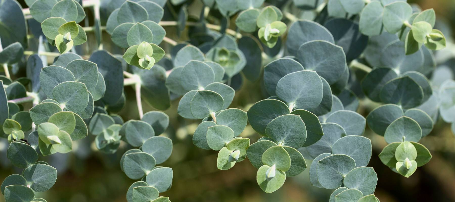 Alle Artikel in der Kategorie Eucalyptus / Eukalyptus Bohlken