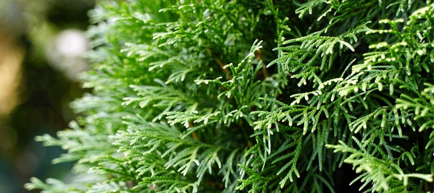 sophora zimmerpflanze Sophora prostrata 