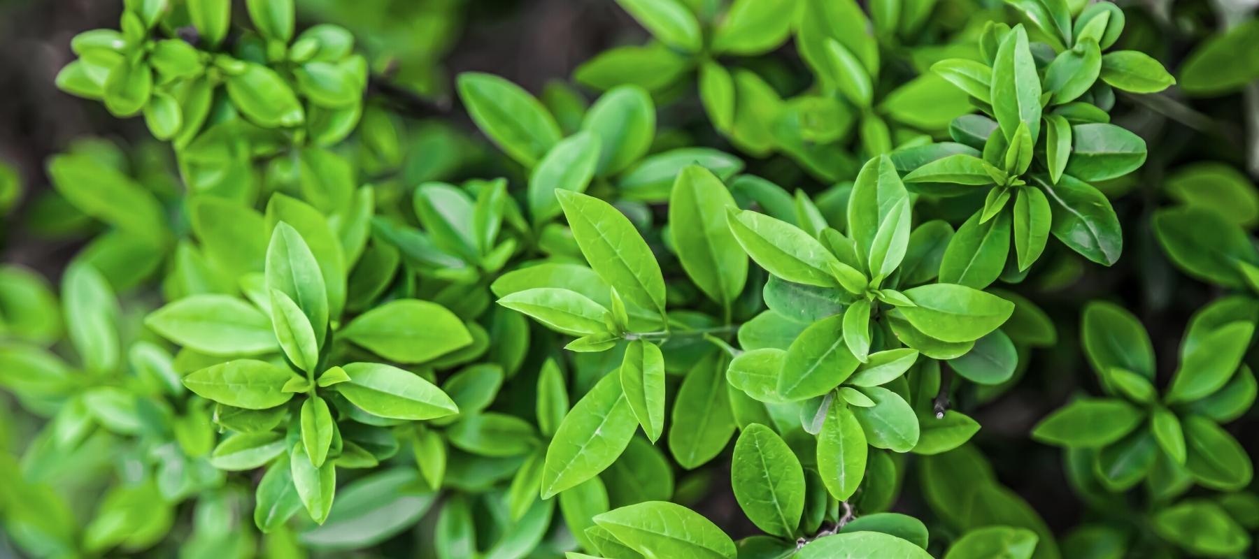 Alle Artikel in der Kategorie Liguster / Ligustrum  Bohlken  Pflanzenversand GbR