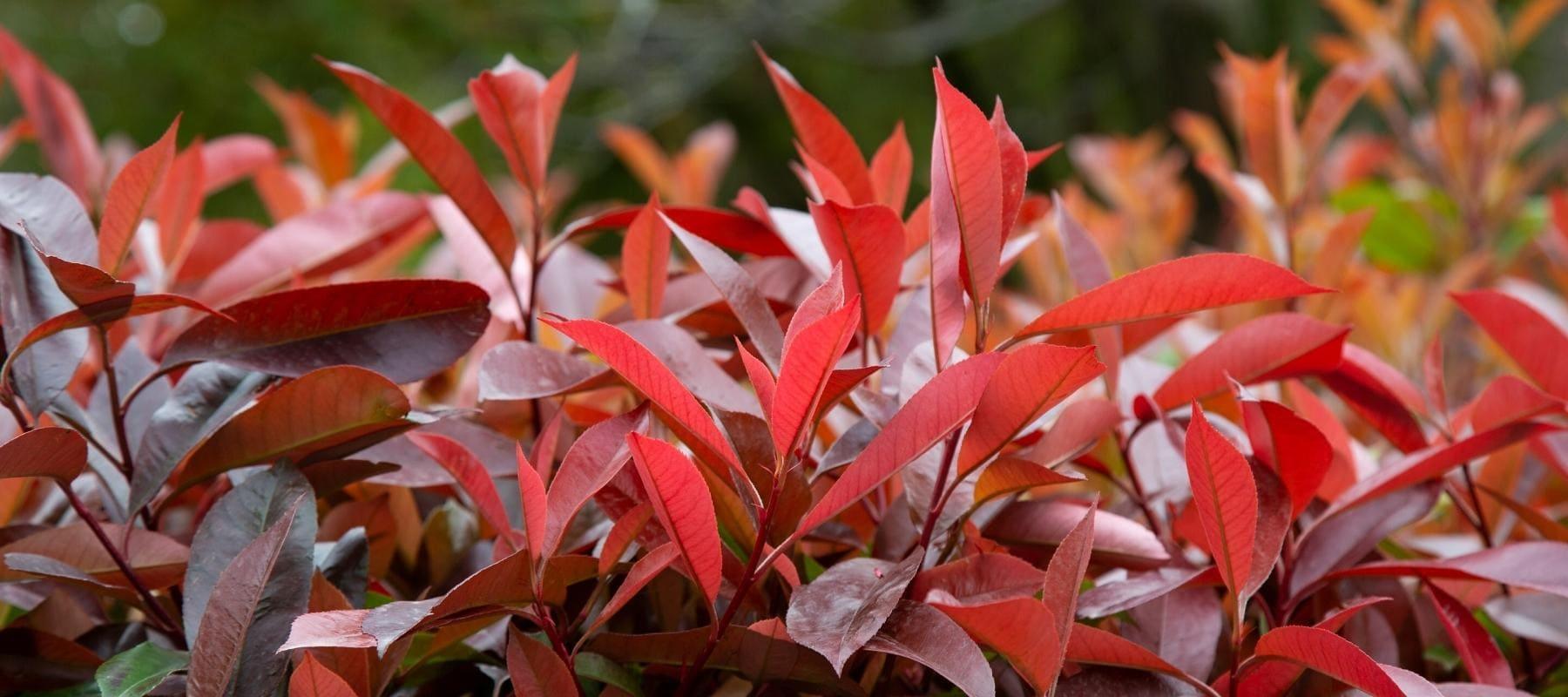 Alle Artikel in der Kategorie Schnellwachsende Hecke  Bohlken  Pflanzenversand GbR