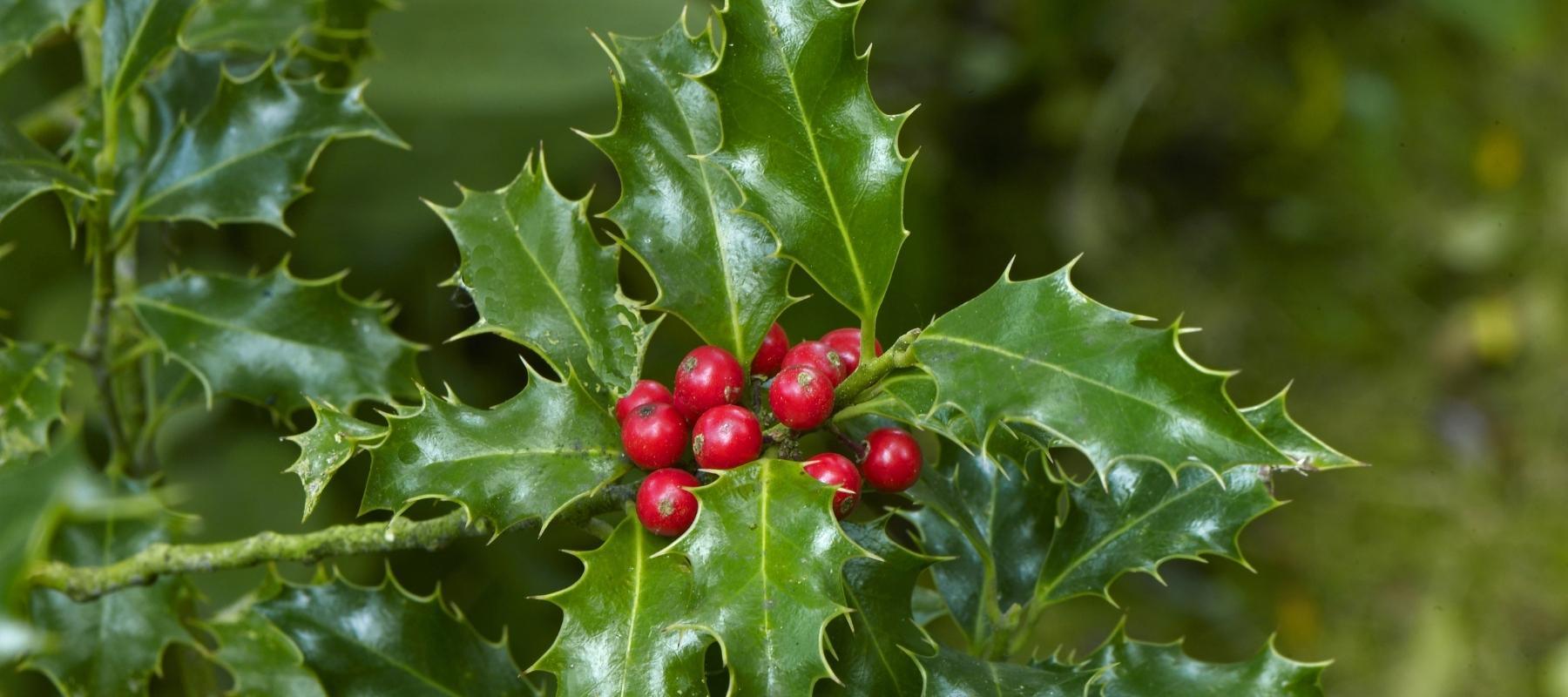 Alle Artikel in der Kategorie Stechpalme / Ilex  Bohlken Pflanzenversand  GbR