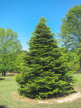 Nordmann Tanne, Kaukasus-Tanne, Abies nordmanniana kaufen im Online-Shop der Bohlken Baumschulen