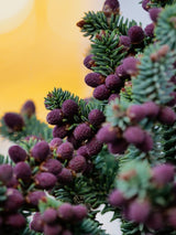 Abies pinsapo 'Glauca' bei Bohlken Baumschulen im Onlineshop