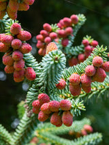 Abies pinsapo 'Glauca' im Onlineshop von Bohlken Baumschulen