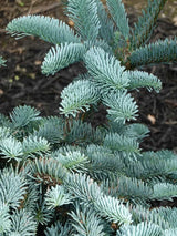 Abies procera 'Glauca' bei Bohlken Baumschulen im Onlineshop