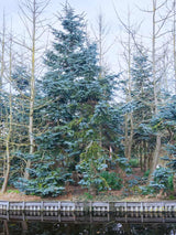 Abies procera 'Glauca' im Onlineshop von Bohlken Baumschulen