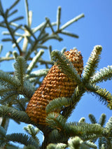 Abies procera 'Glauca' online bei Bohlken Baumschulen