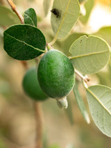 Brasilianische Guave