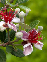 Brasilianische Guave