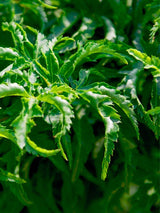 Acer palmatum 'Shishigashira' | Japanischer Ahorn 'Shishigashira' im Onlineshop der Bohlken Baumschulen