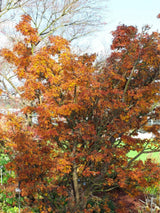 Acer palmatum 'Shishigashira' | Japanischer Ahorn 'Shishigashira' im Onlineshop der Bohlken Baumschulen