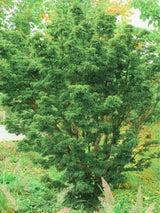 Acer palmatum 'Shishigashira' | Japanischer Ahorn 'Shishigashira' im Onlineshop der Bohlken Baumschulen