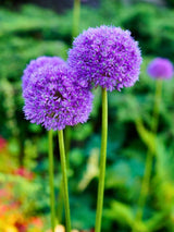 Zierlauch 'Gladiator', Allium aflatunense 'Gladiator' im Onlineshop der Bohlken Baumschulen