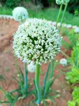 Allium giganteum 'Mont Blanc', Zierlauch 'Mont Blanc' im Onlineshop der Bohlken Baumschulen