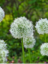 Allium giganteum 'Mont Blanc', Zierlauch 'Mont Blanc' im Onlineshop der Bohlken Baumschulen