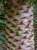 Araucaria araucana, Andentanne im Onlineshop der Bohlken Baumschulen