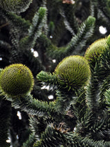 Araucaria araucana, Andentanne im Onlineshop der Bohlken Baumschulen