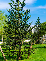 Araucaria araucana, Andentanne im Onlineshop der Bohlken Baumschulen