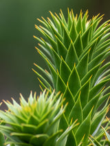 Araucaria araucana, Andentanne im Onlineshop der Bohlken Baumschulen