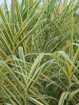 Gelbbuntes Pfahlrohr 'Ely'