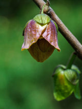 Asimina triloba Blüte, Pflanzen im Onlineshop von Bohlken Baumschulen