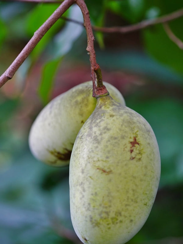 Asimina triloba Frucht, Pflanzen im Onlineshop bei Bohlken Baumschulen