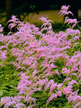 Astilbe thunbergii 'Straußenfeder', Prachtspiere 'Straußenfeder' im Onlineshop der Bohlken Baumschulen