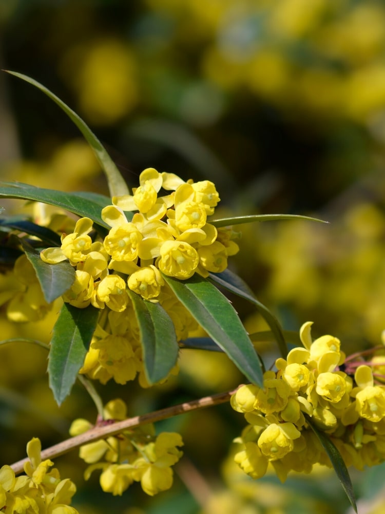 Jetzt Großblättrige Berberitze online kaufen bei Bohlken