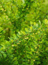 Grüne Heckenberberitze, Berberis thunbergii kaufen im Online-Shop der Bohlken Baumschulen