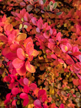 Grüne Heckenberberitze mit Herbstlaub, Berberis thunbergii kaufen im Online-Shop der Bohlken Baumschulen