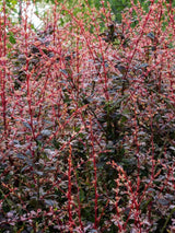 Blutberberitze, Rote Heckenberberitze 'Atropurpurea', Berberis thunbergii 'Atropurpurea' kaufen im Online-Shop der Bohlken Baumschulen