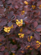 Blutberberitze, Rote Heckenberberitze 'Atropurpurea', Berberis thunbergii 'Atropurpurea' kaufen im Online-Shop der Bohlken Baumschulen