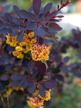 Kleine Blut-Berberitze 'Concorde', Berberis thunbergii 'Concorde' kaufen im Online-Shop der Bohlken Baumschulen