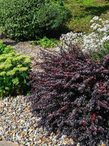 Kleine Blut-Berberitze 'Concorde' im Steingarten, Berberis thunbergii 'Concorde' kaufen im Online-Shop der Bohlken Baumschulen