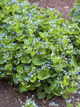 Brunnera macrophylla, Großblättriges Kaukasusvergissmeinnicht im Onlineshop der Bohlken Baumschulen