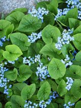 Brunnera macrophylla, Großblättriges Kaukasusvergissmeinnicht im Onlineshop der Bohlken Baumschulen