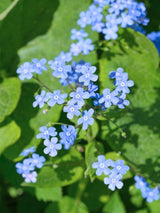 Brunnera macrophylla, Großblättriges Kaukasusvergissmeinnicht im Onlineshop der Bohlken Baumschulen