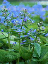 Brunnera macrophylla, Großblättriges Kaukasusvergissmeinnicht im Onlineshop der Bohlken Baumschulen