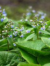 Brunnera macrophylla, Großblättriges Kaukasusvergissmeinnicht im Onlineshop der Bohlken Baumschulen