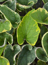 Brunnera macrophylla 'Hadspen Cream', Kaukasus-Vergissmeinnicht 'Hadspen Cream' im Onlineshop der Bohlken Baumschulen