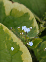 Brunnera macrophylla 'Hadspen Cream', Kaukasus-Vergissmeinnicht 'Hadspen Cream' im Onlineshop der Bohlken Baumschulen