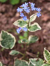 Brunnera macrophylla 'Hadspen Cream', Kaukasus-Vergissmeinnicht 'Hadspen Cream' im Onlineshop der Bohlken Baumschulen