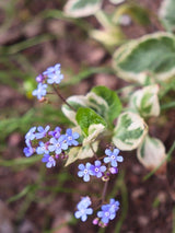 Brunnera macrophylla 'Hadspen Cream', Kaukasus-Vergissmeinnicht 'Hadspen Cream' im Onlineshop der Bohlken Baumschulen