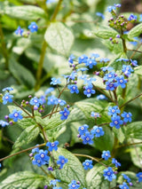 Brunnera macrophylla 'Jack Frost' ®, Kaukasus-Vergissmeinnicht 'Jack Frost' ® im Onlineshop der Bohlken Baumschulen