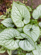 Brunnera macrophylla 'Jack Frost' ®, Kaukasus-Vergissmeinnicht 'Jack Frost' ® im Onlineshop der Bohlken Baumschulen